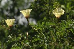 Merremia kentrocaulos var. pinnatifida