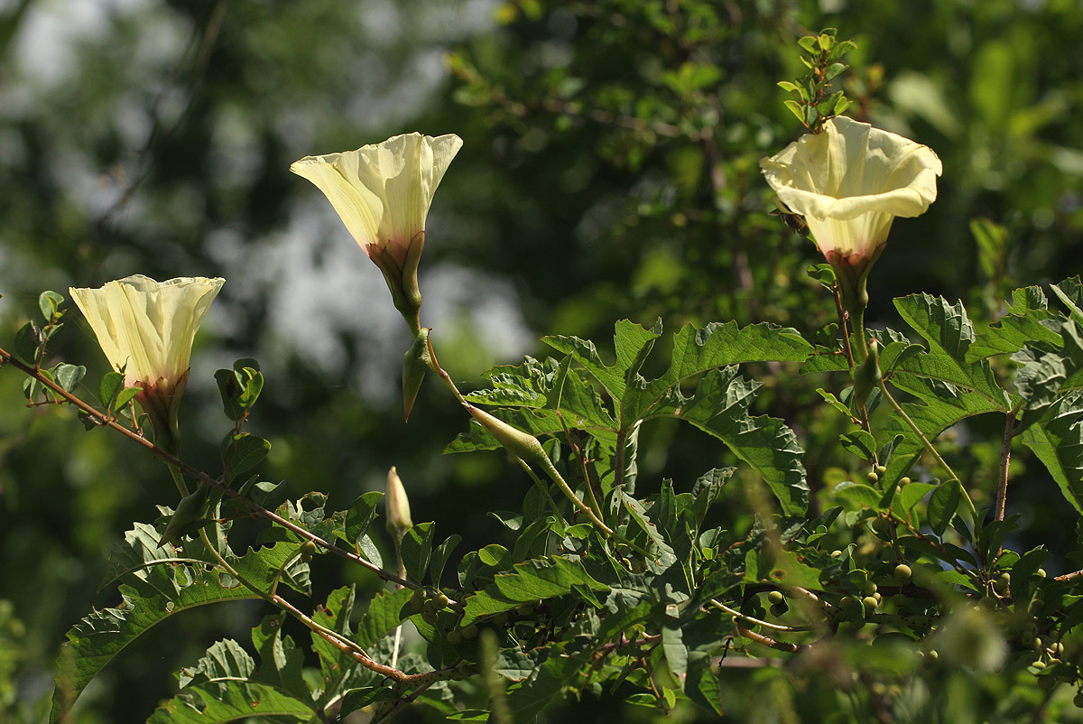 Merremia kentrocaulos var. pinnatifida
