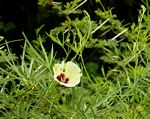 Merremia palmata