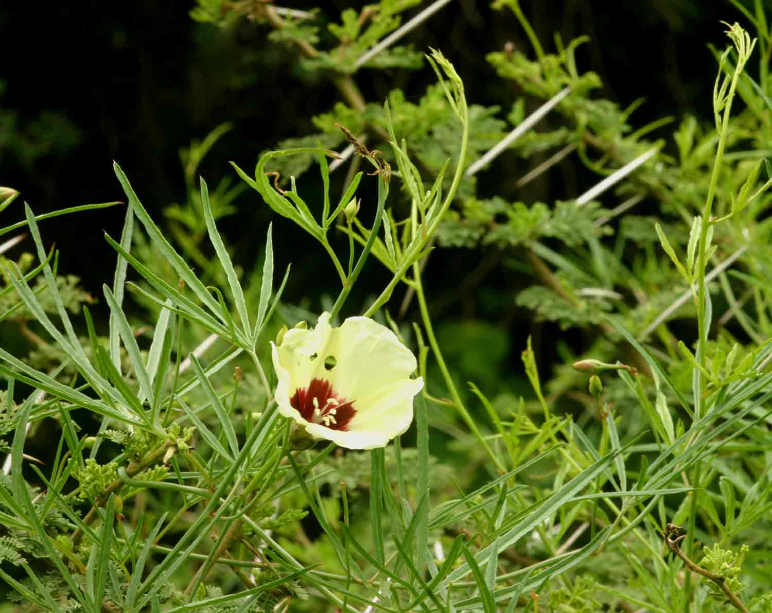 Merremia palmata