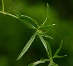Merremia palmata