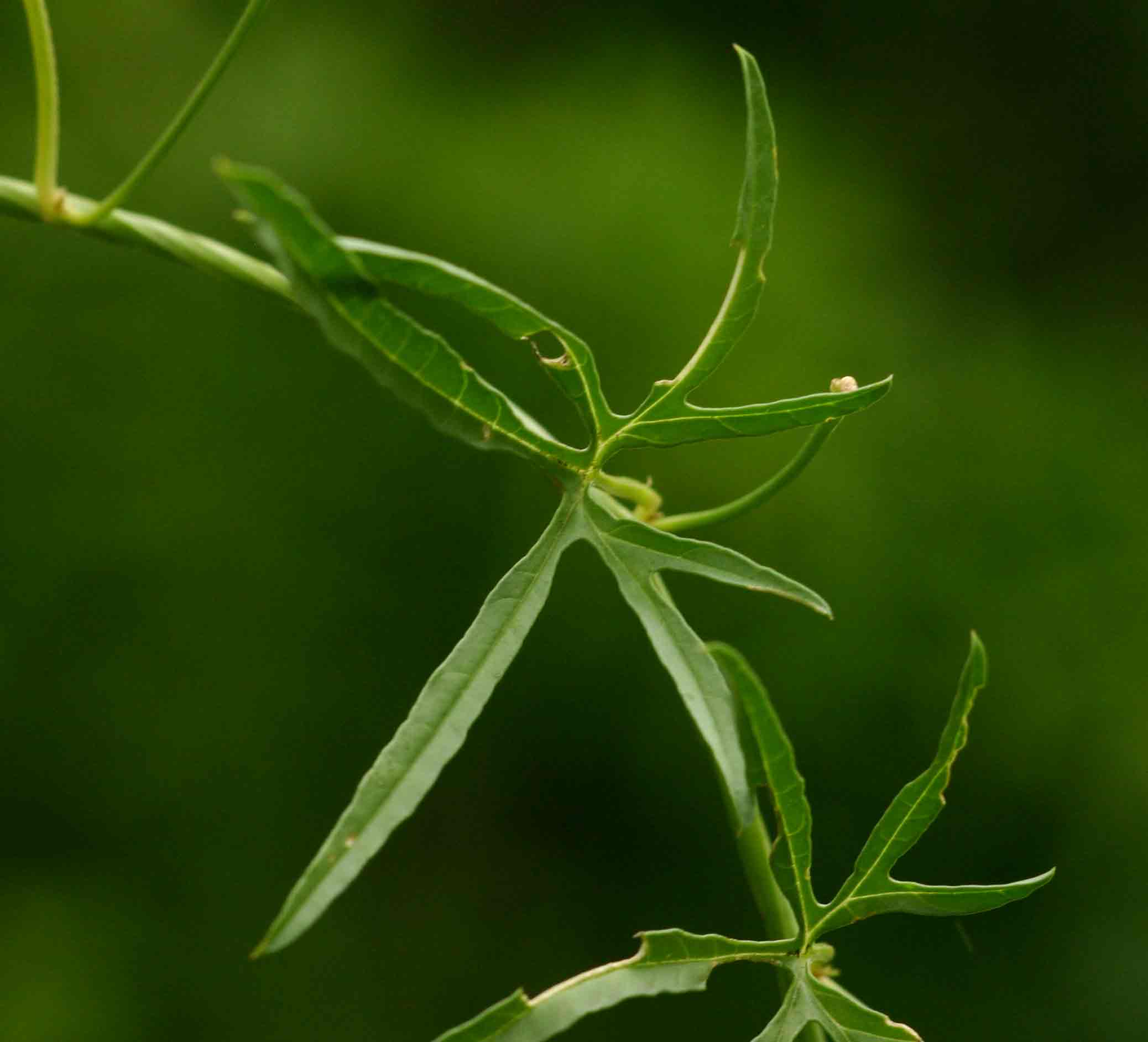 Merremia palmata