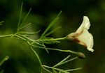 Merremia palmata