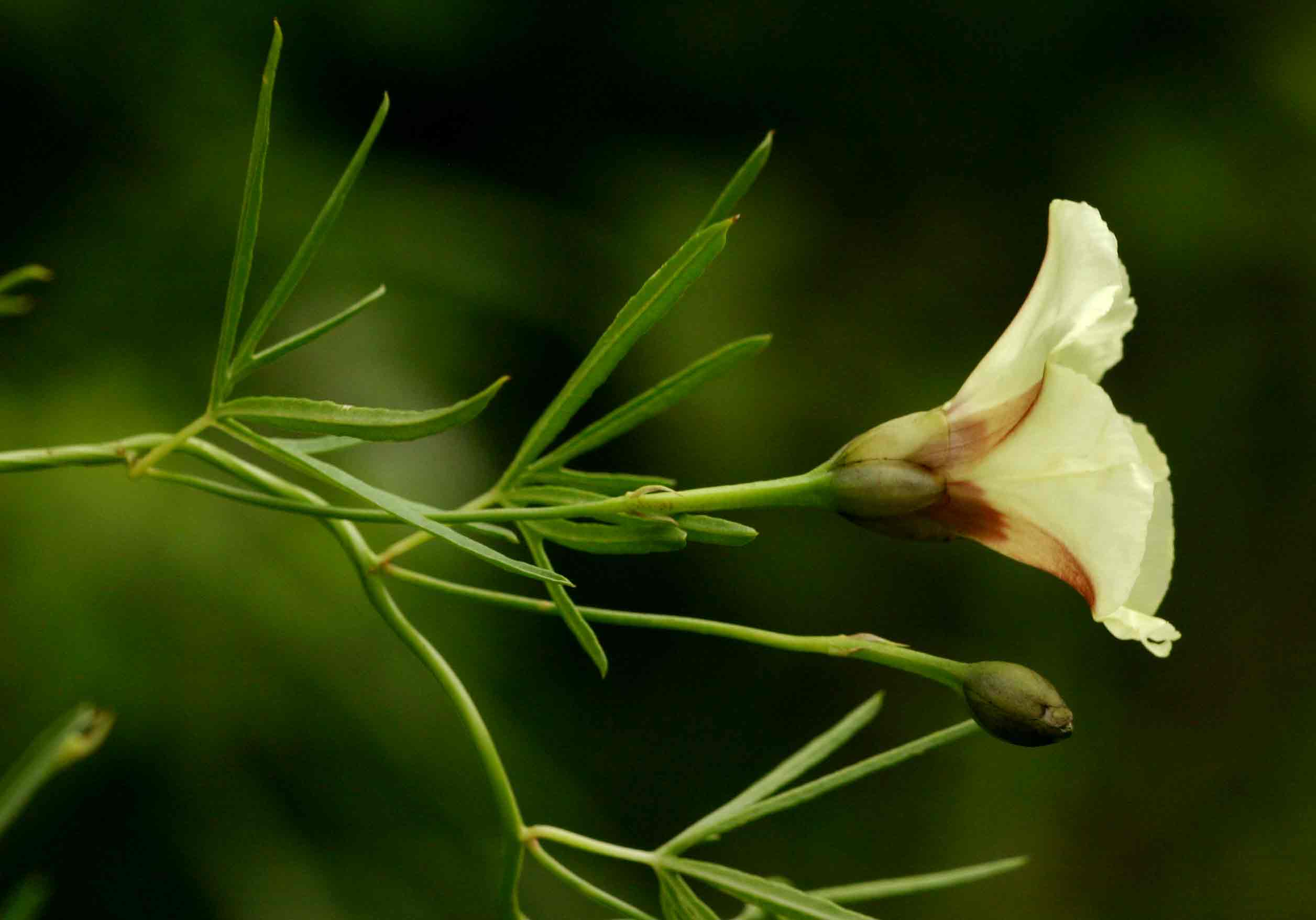 Merremia palmata