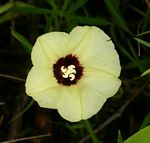 Merremia palmata