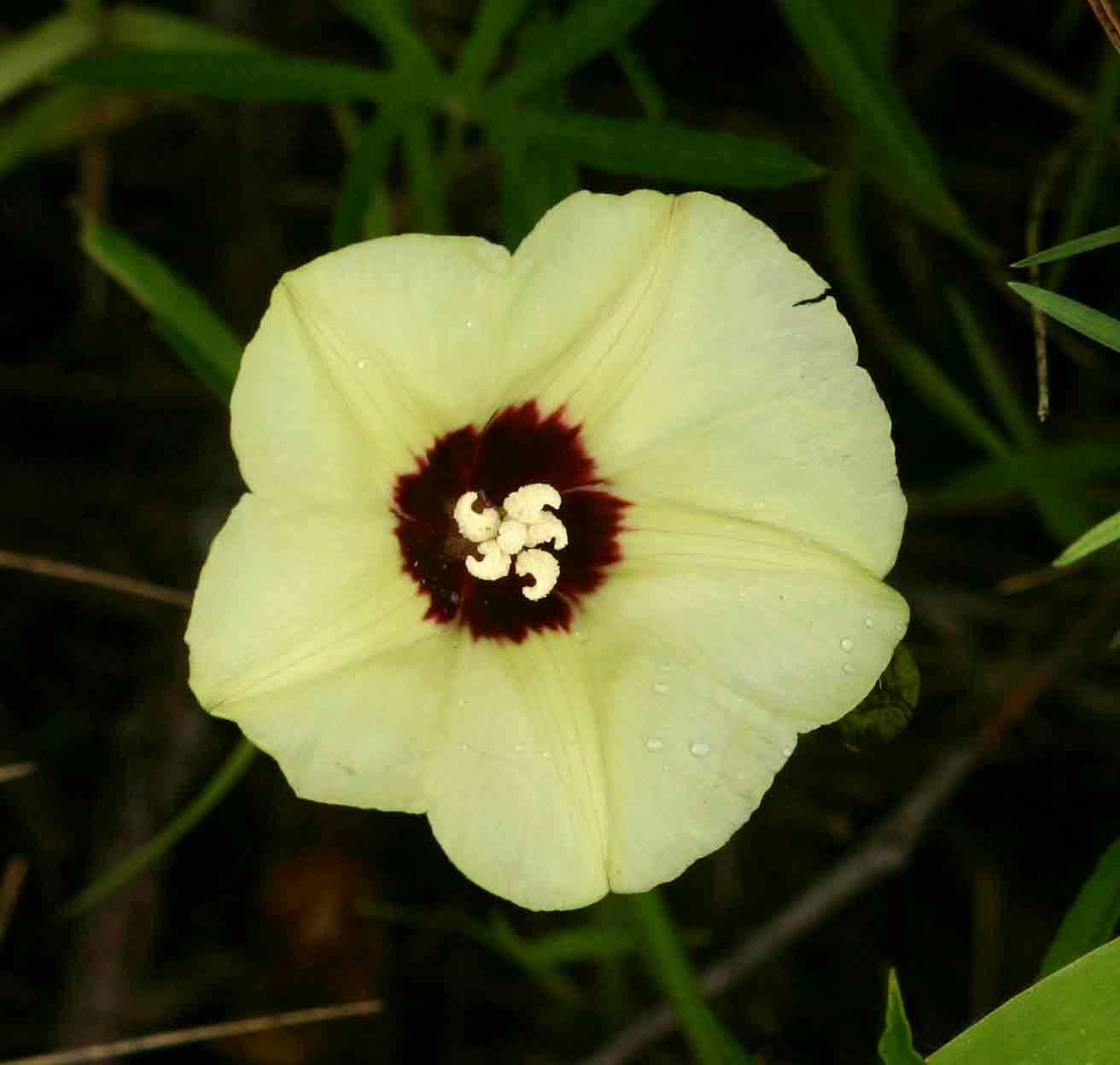 Merremia palmata