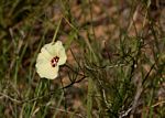 Merremia palmata