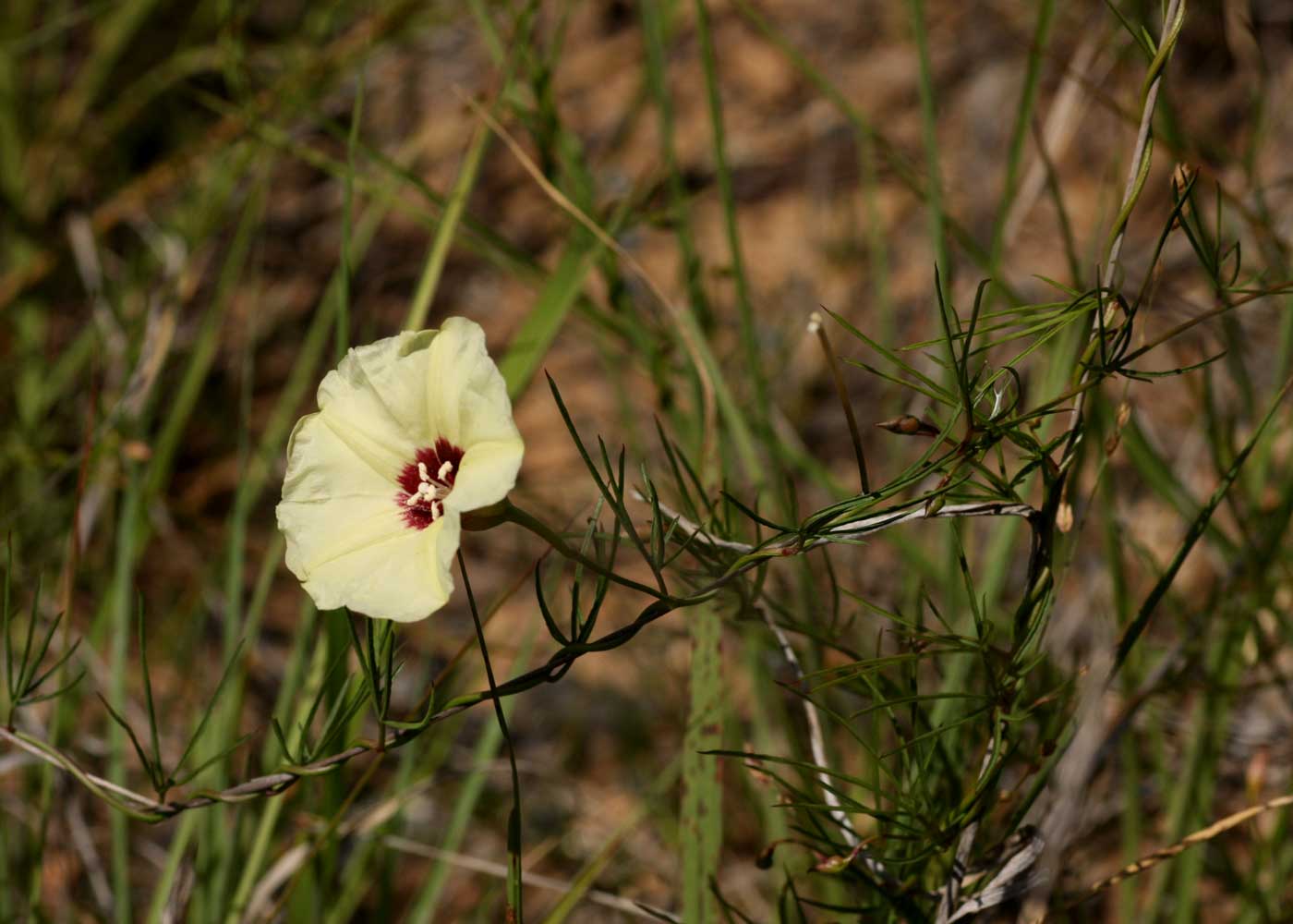 Merremia palmata