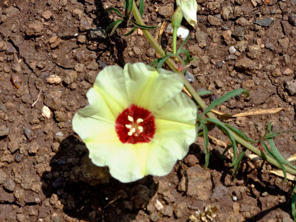 Merremia palmata