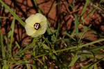 Merremia palmata