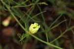 Merremia palmata