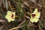 Merremia palmata