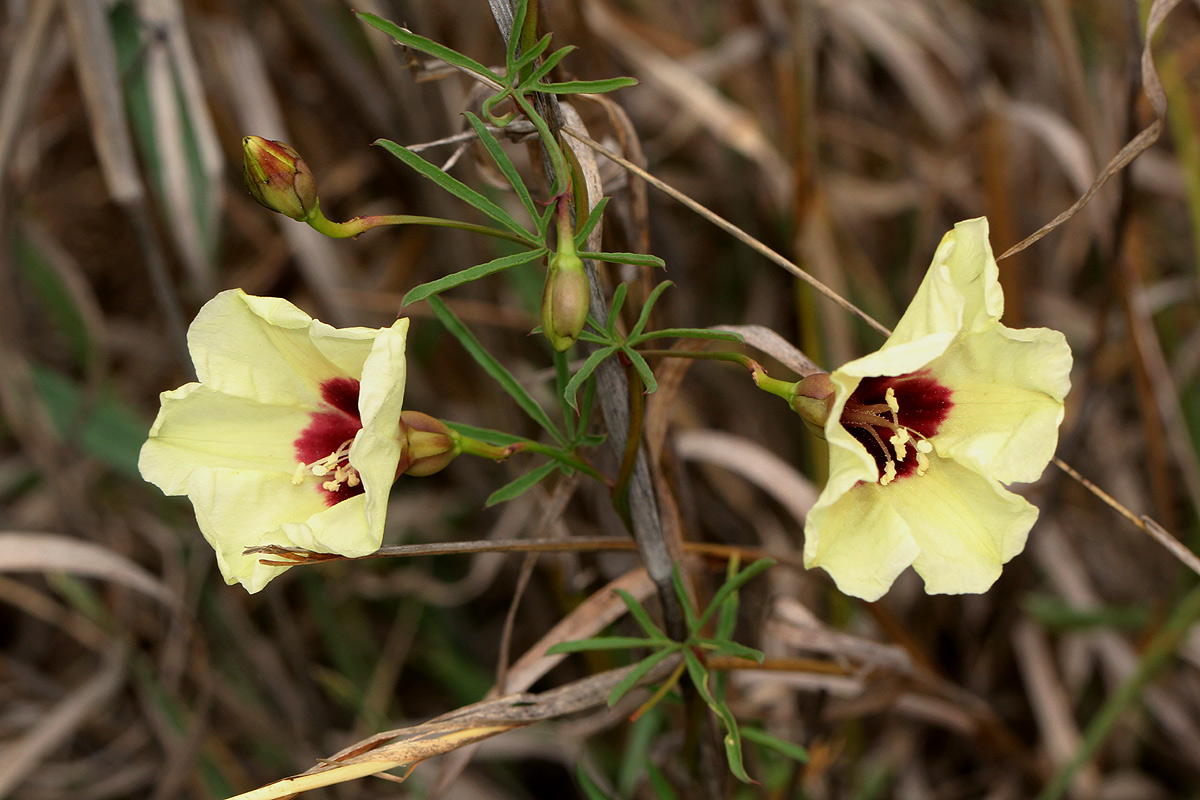 Merremia palmata