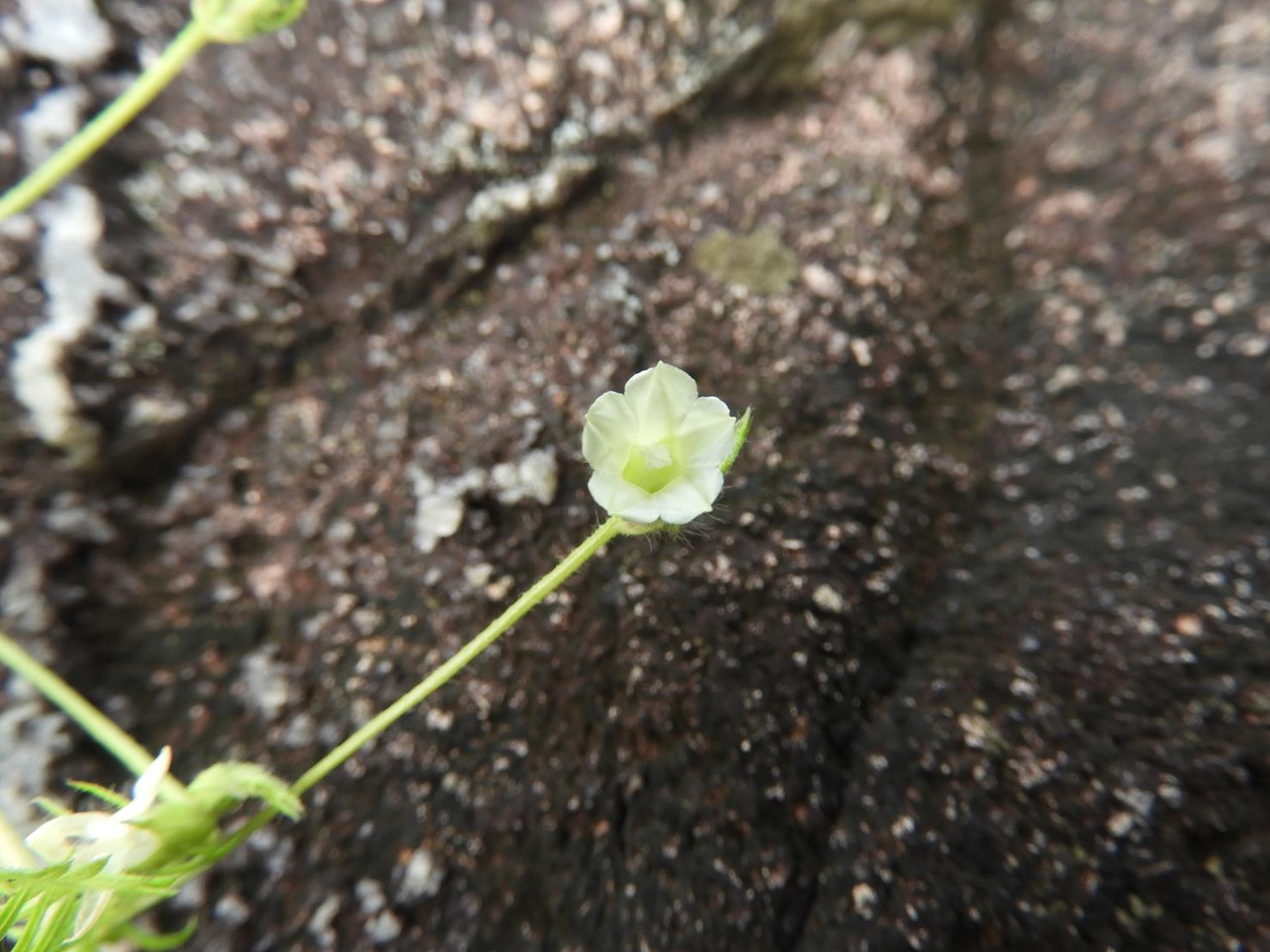 Merremia pinnata
