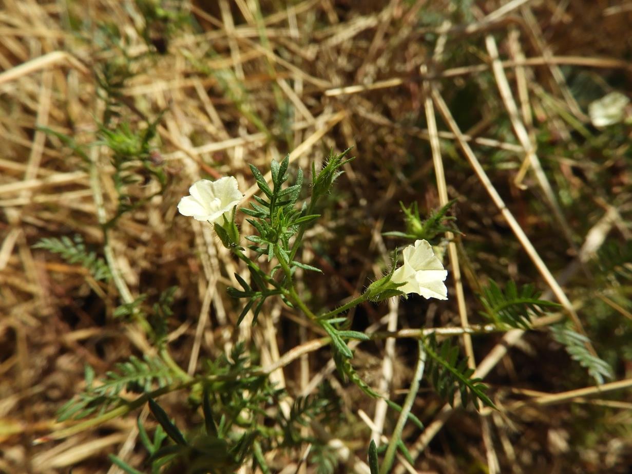 Merremia pinnata