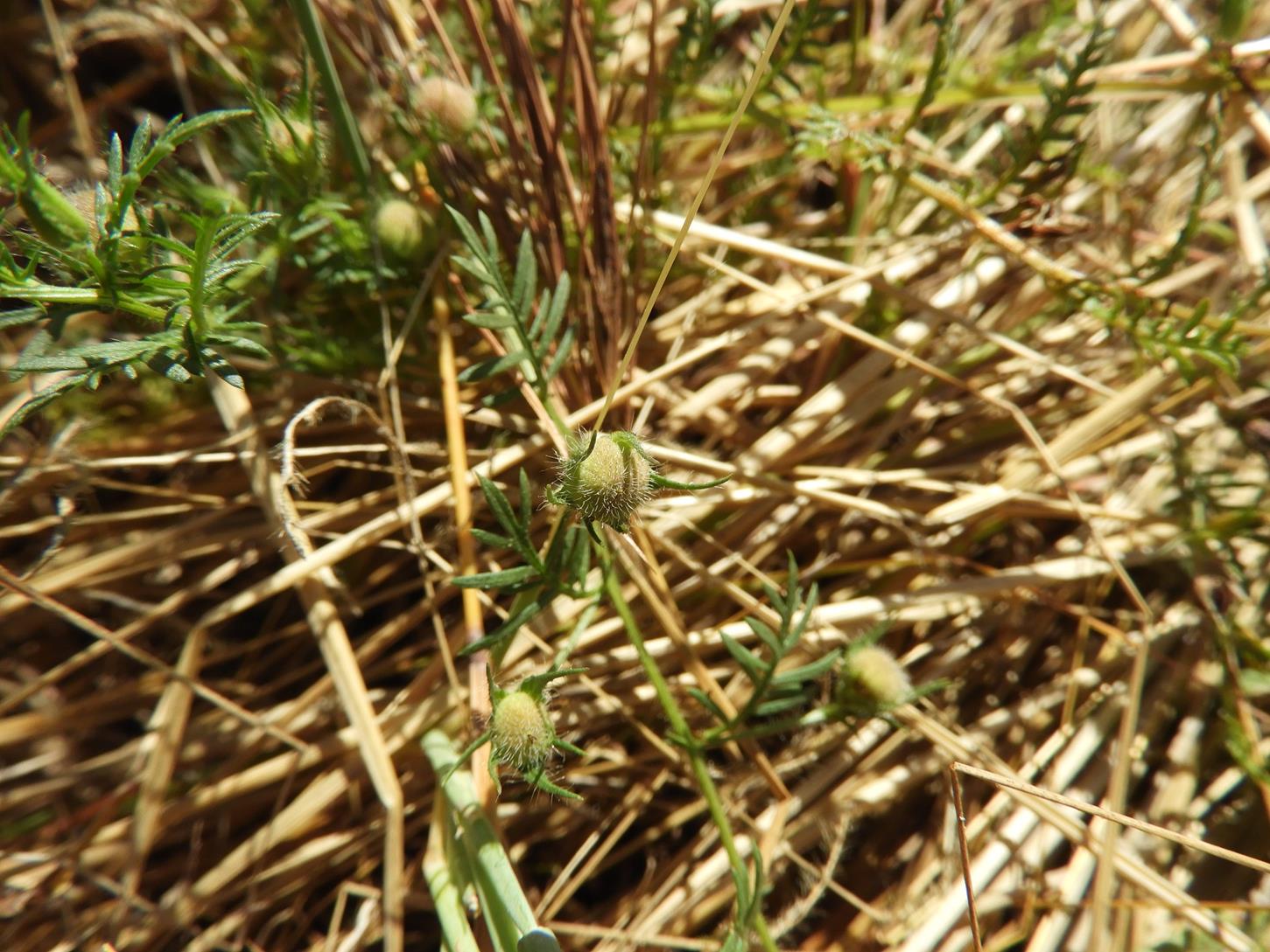 Merremia pinnata