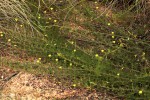 Merremia pinnata