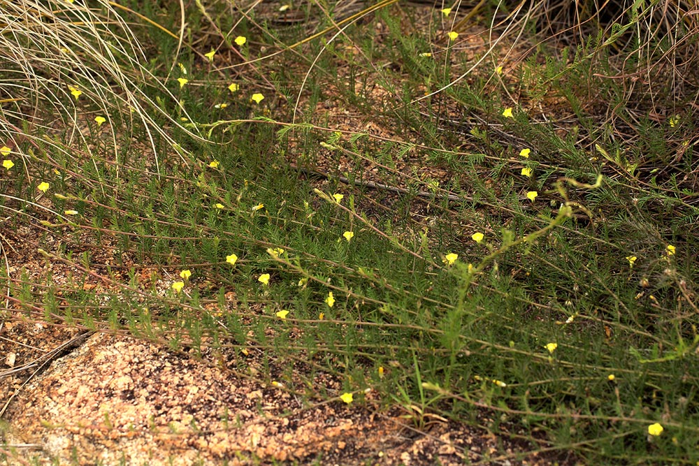 Merremia pinnata