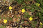 Merremia pinnata