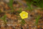 Merremia pinnata