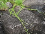 Merremia pinnata