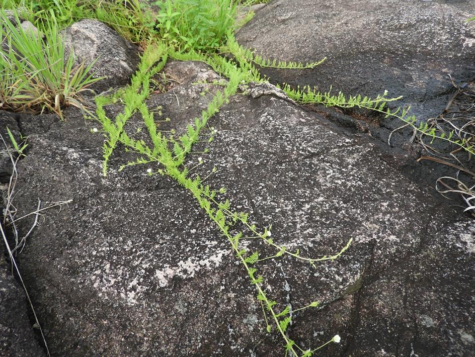 Merremia pinnata