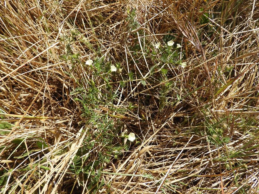 Merremia pinnata