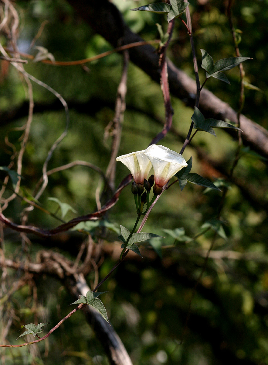 Merremia pterygocaulos