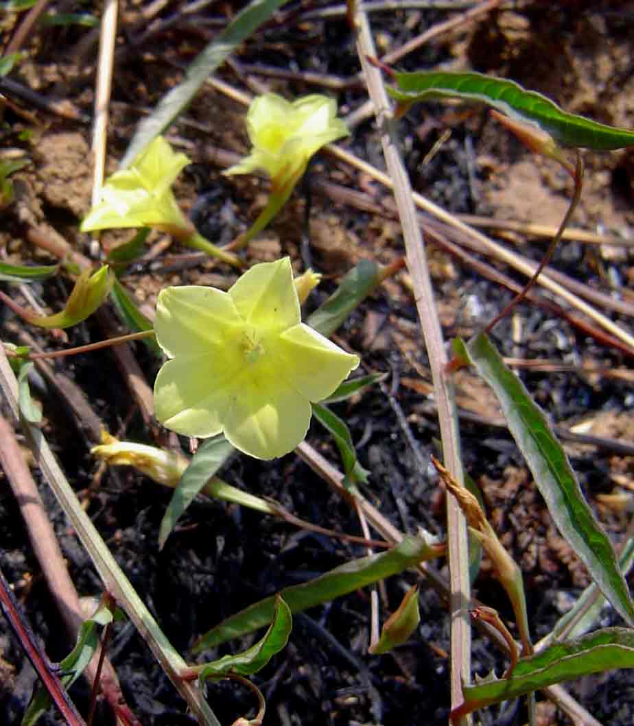Merremia tridentata subsp. angustifolia