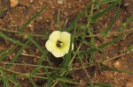 Merremia tridentata subsp. angustifolia