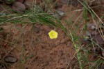 Merremia tridentata subsp. angustifolia