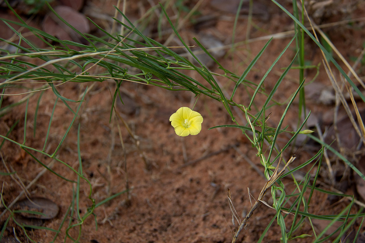 Merremia tridentata subsp. angustifolia