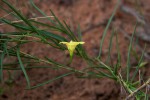 Merremia tridentata subsp. angustifolia