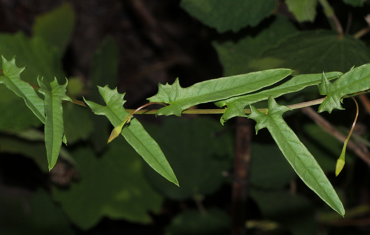Merremia tridentata subsp. angustifolia