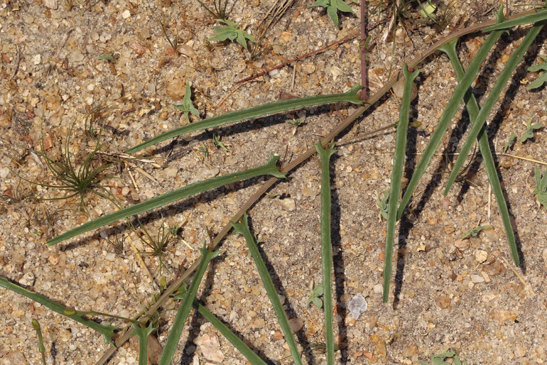Merremia tridentata subsp. angustifolia