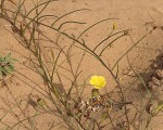 Merremia tridentata subsp. angustifolia