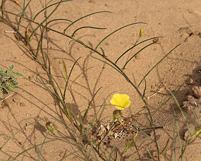 Merremia tridentata subsp. angustifolia