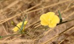 Merremia tridentata subsp. angustifolia