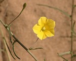 Merremia tridentata subsp. angustifolia