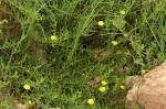 Merremia tridentata subsp. angustifolia