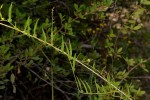 Merremia tridentata subsp. angustifolia