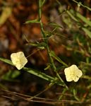 Merremia tridentata subsp. angustifolia