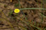 Merremia tridentata subsp. angustifolia