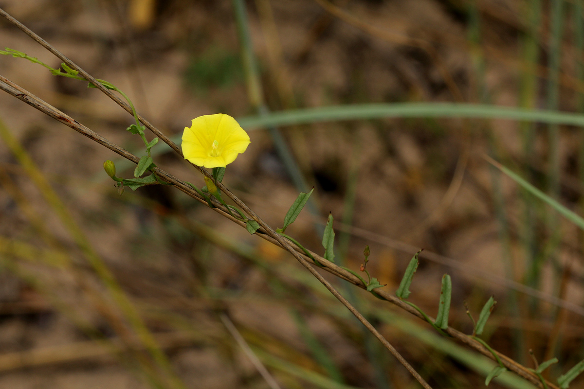 Merremia tridentata subsp. angustifolia
