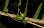 Merremia tridentata subsp. angustifolia
