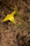 Merremia tridentata subsp. angustifolia