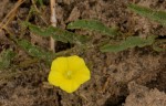 Merremia tridentata subsp. angustifolia