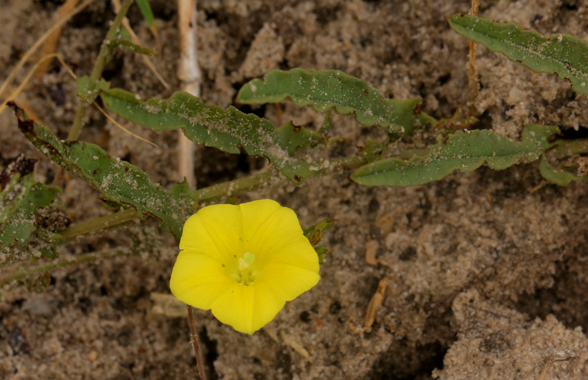 Merremia tridentata subsp. angustifolia
