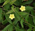 Merremia tridentata subsp. angustifolia