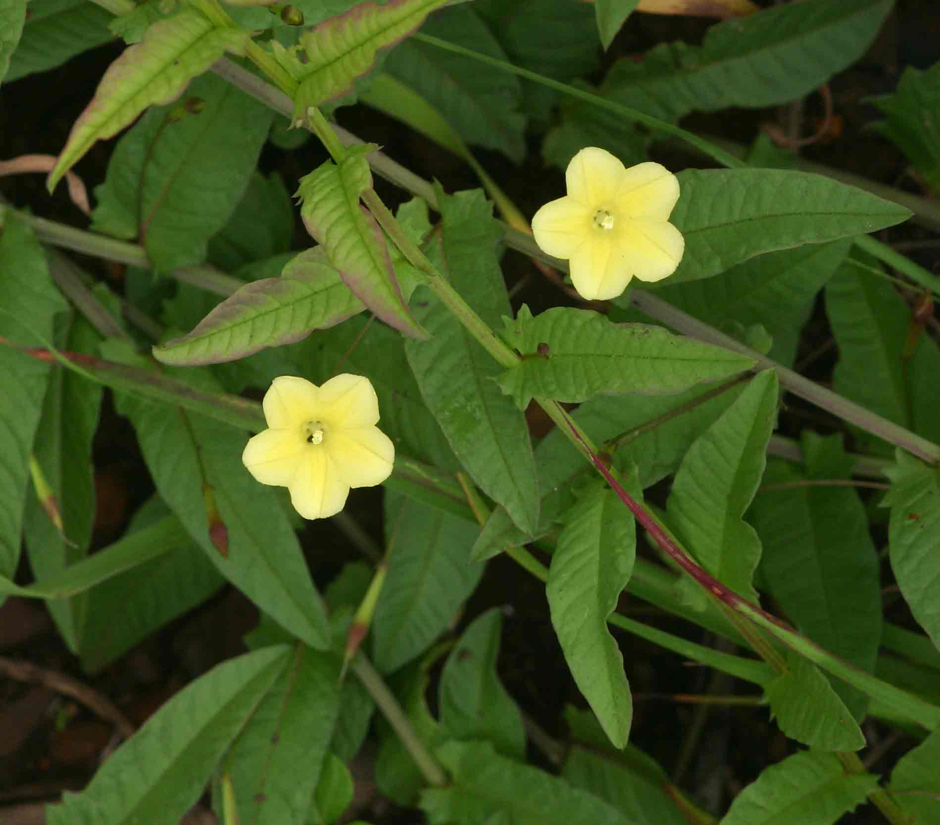 Merremia tridentata subsp. angustifolia